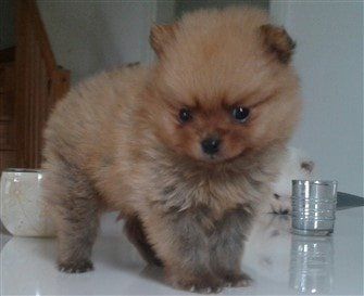 How to calm a best sale hyper pomeranian